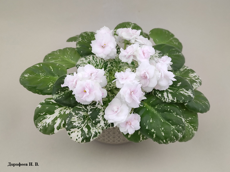 Watermelon Snow
