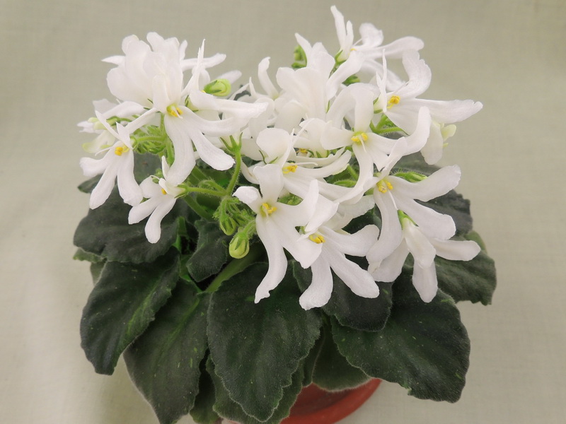 Lunar Lily White