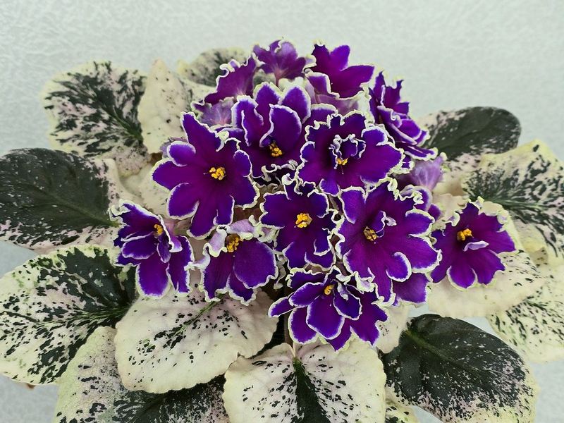 20250119_165031 МТ-Мистический Топаз.jpg