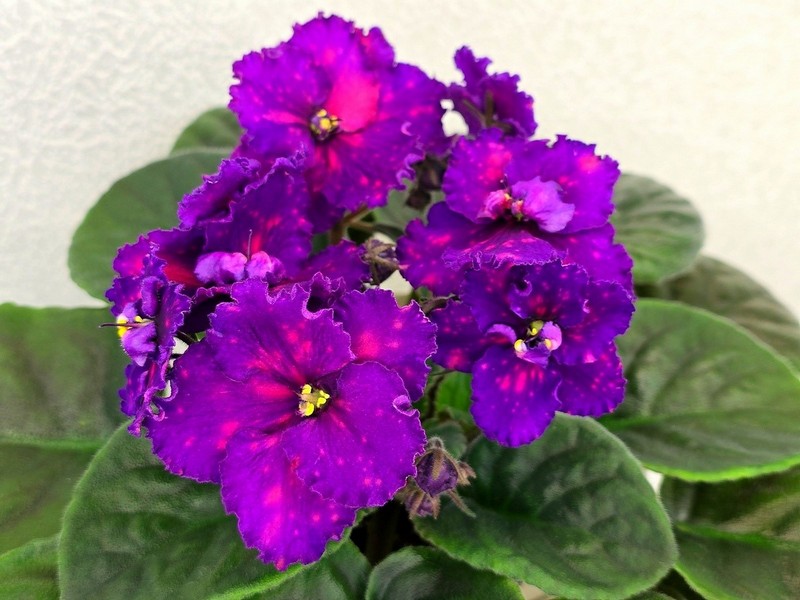 20250119_175014KZ-Ultraviolet.jpg