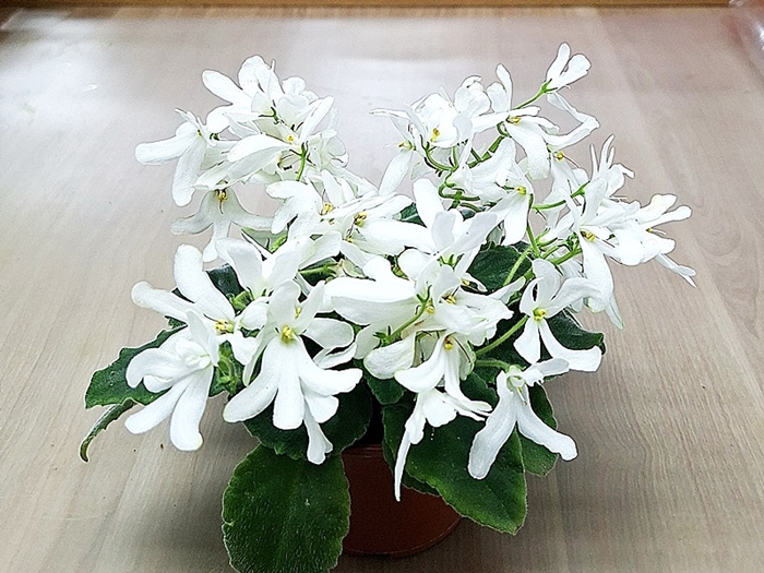 Lunar Lily white.jpg