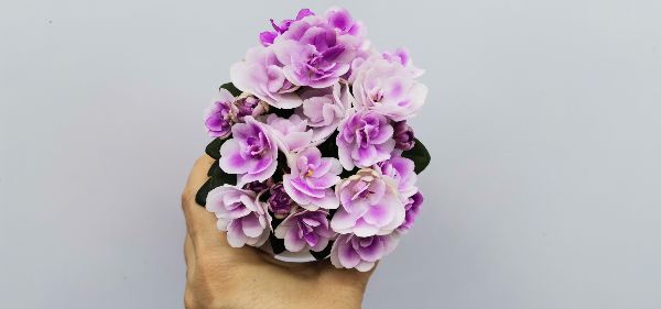 IMG_20250118_173209.jpg