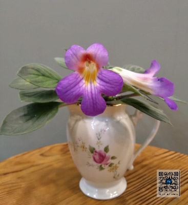 Primulina baishouensis