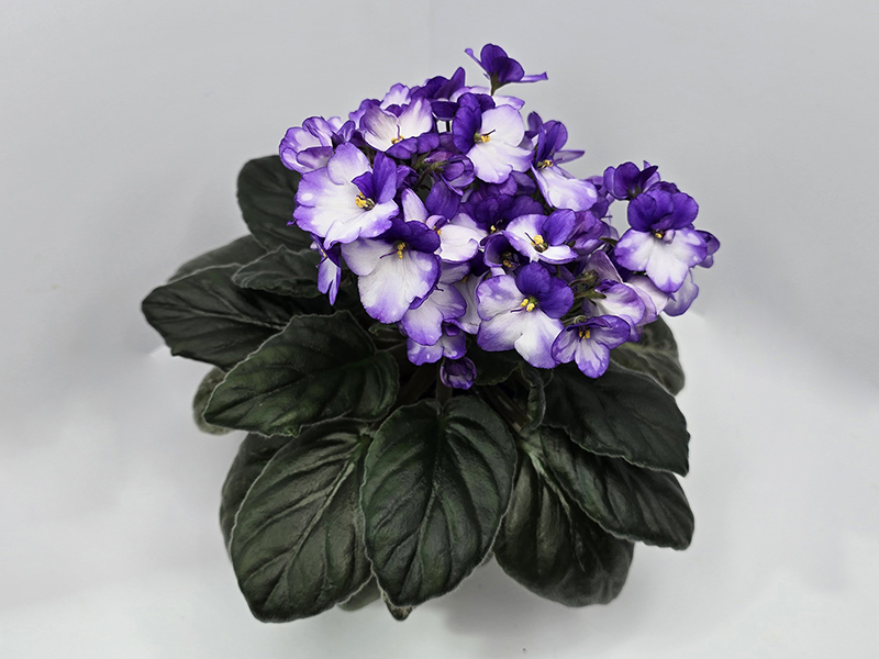 City Line Trandy Blue спорт.jpg