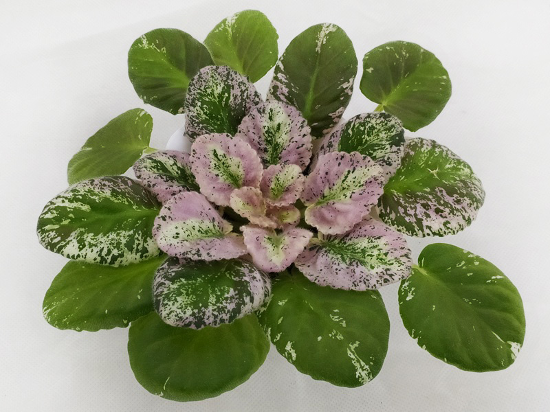 Rose Bouquet спорт.jpg
