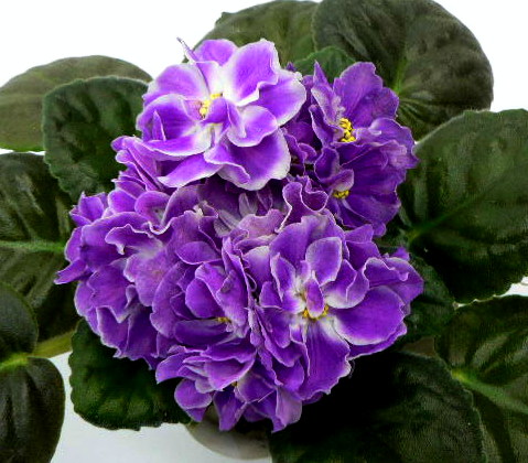 Из коллекции Марины Фёдоровой