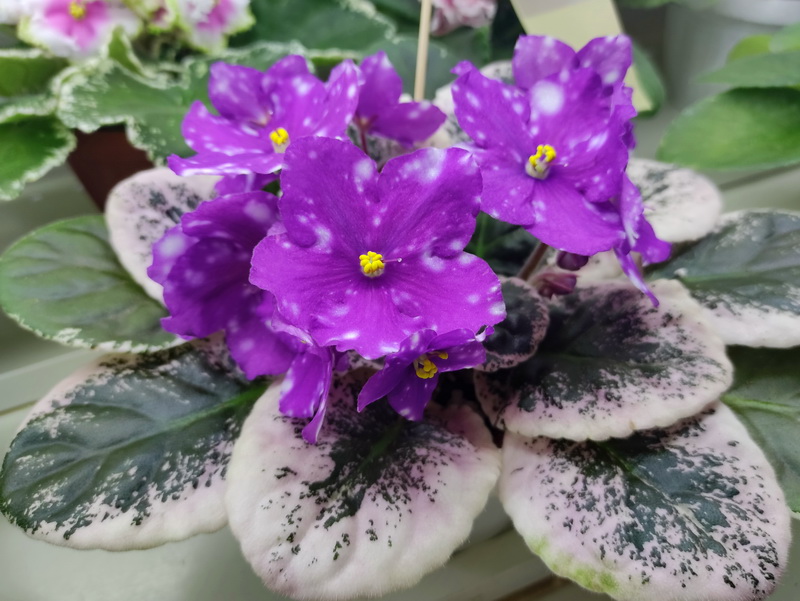 Rivermist Psycho