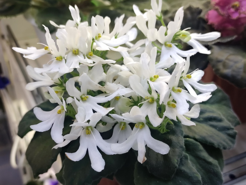 Lunar Lily White