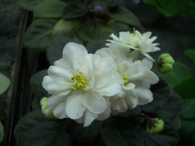 Jolly-Moonflower.jpg
