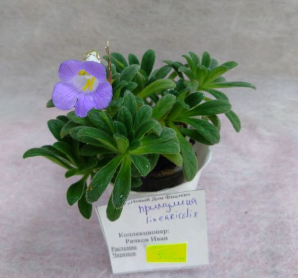Primulina linearicalyx