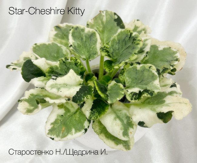 Star-Cheshire Kitty от ЛЕ-Чеширский Кот