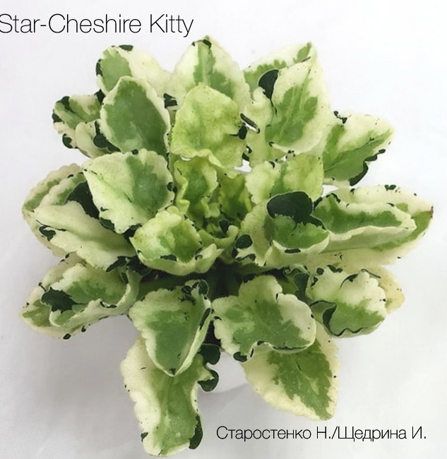 Star-Cheshire Kitty от ЛЕ-Чеширский Кот
