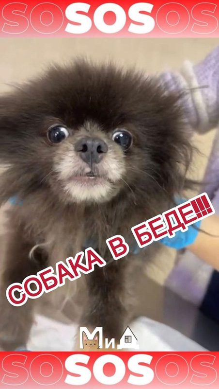 шпиц покусанный февр2025.jpg