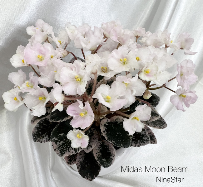 Midas Moon Beam