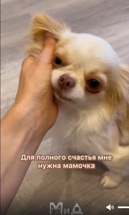 Вафля (Розочка).jpg