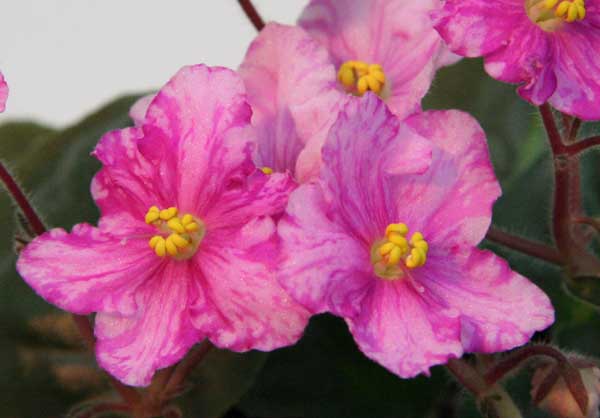 Pretty n' Pink