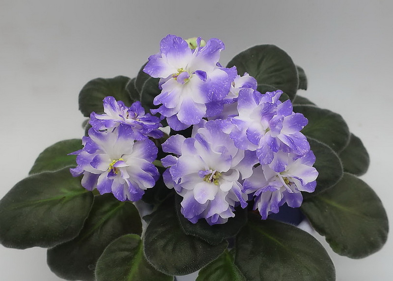 SV-Нефела.jpg