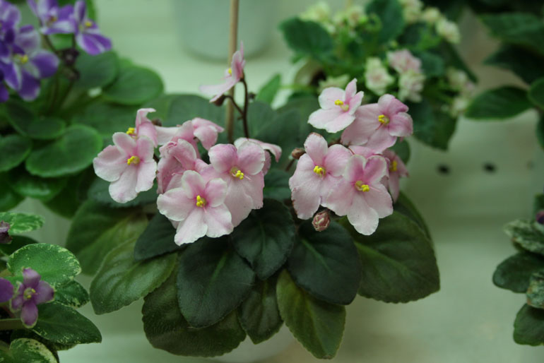 JOLLY DISCO
