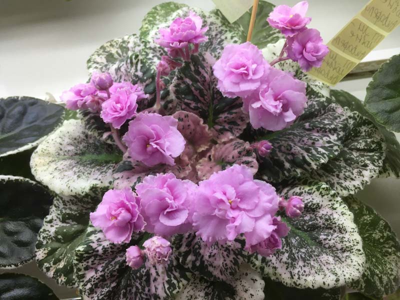 Данилина Rose Bouquet.jpg