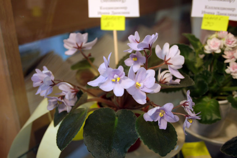 ALLEGRO CHICORY CHARM