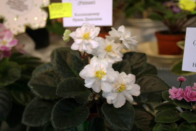 JOLLY MOONFLOWER
