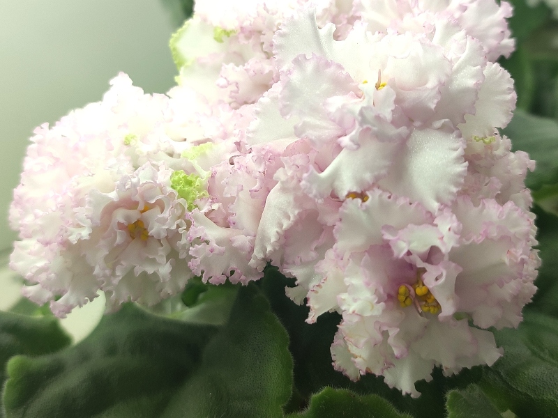 Данилина РМ-Царица Севера.jpg