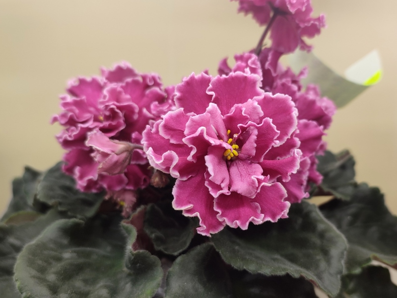 Данилина Ян-Нарядная.jpg
