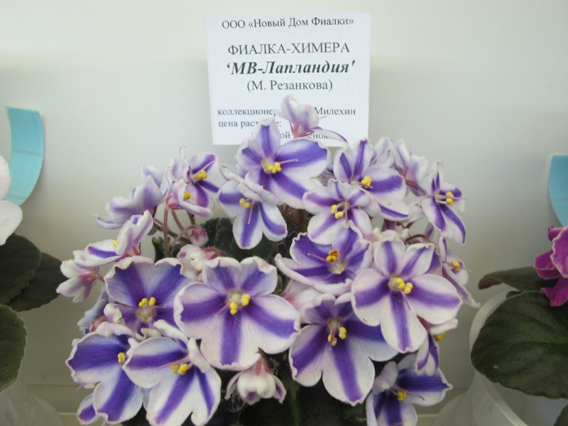 МВ-Лапландия (кол.Милехин).JPG