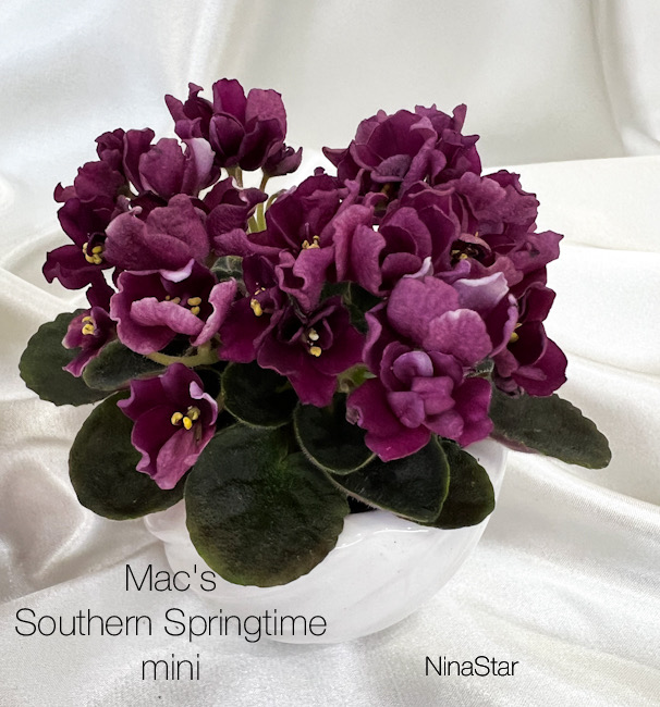 Mac's Southern Springtime mini
