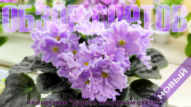 pre_cover100.jpg