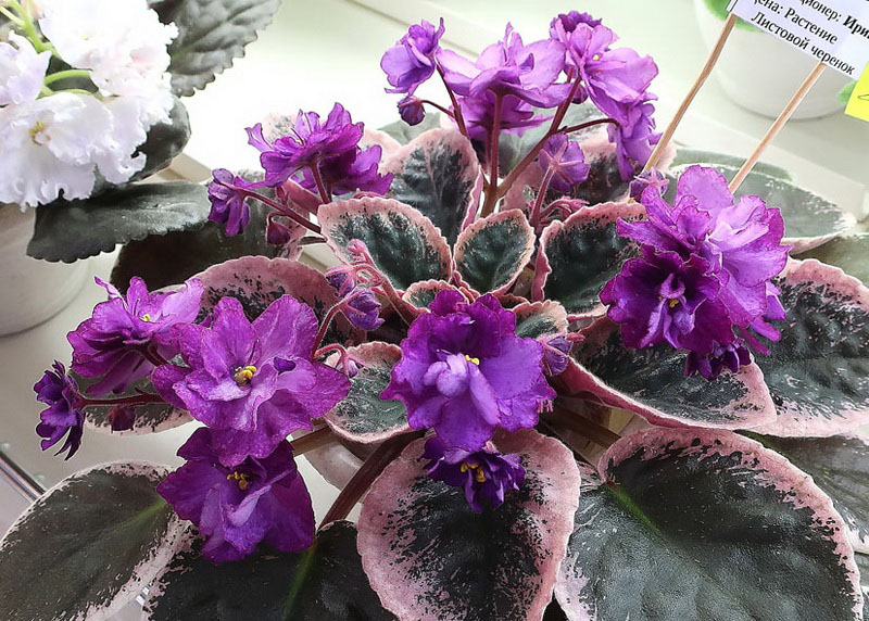 Данилина Hunter's Purple Norple.JPG