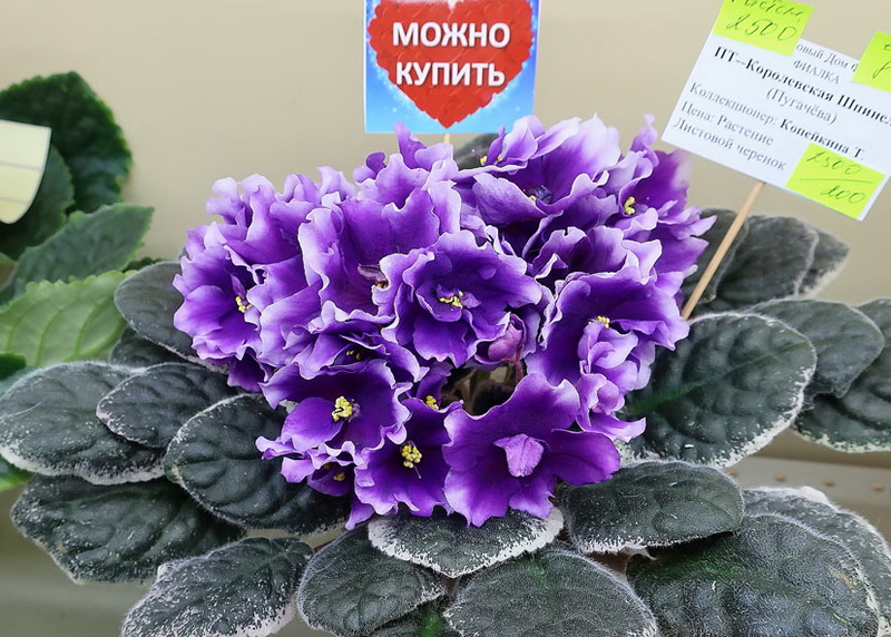Копейкина ПТ-Королевская Шпинель.JPG