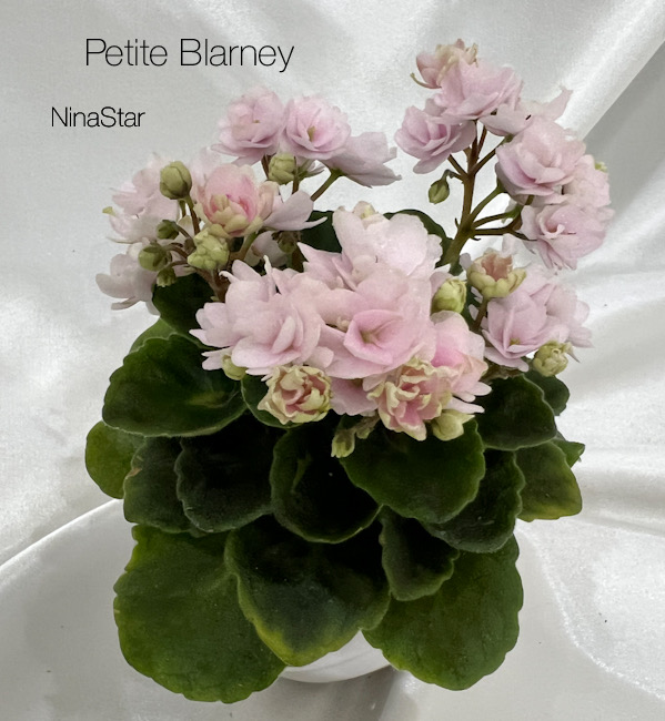 Petite Blarney