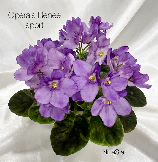 Opera’s Renee sport