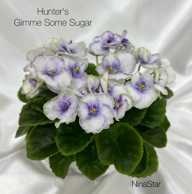 Hunter's Gimme Some Sugar