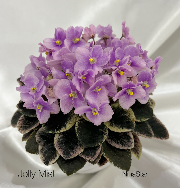 Jolly Mist