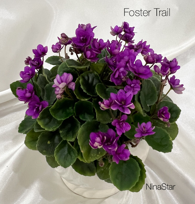 Foster Trail