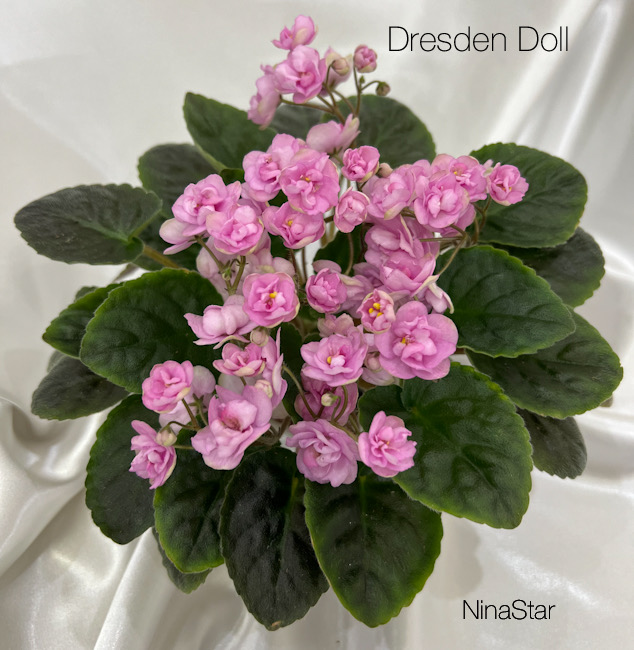 Dresden Doll