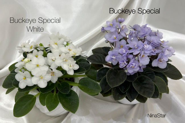 Buckeye Special white И Buckeye Special