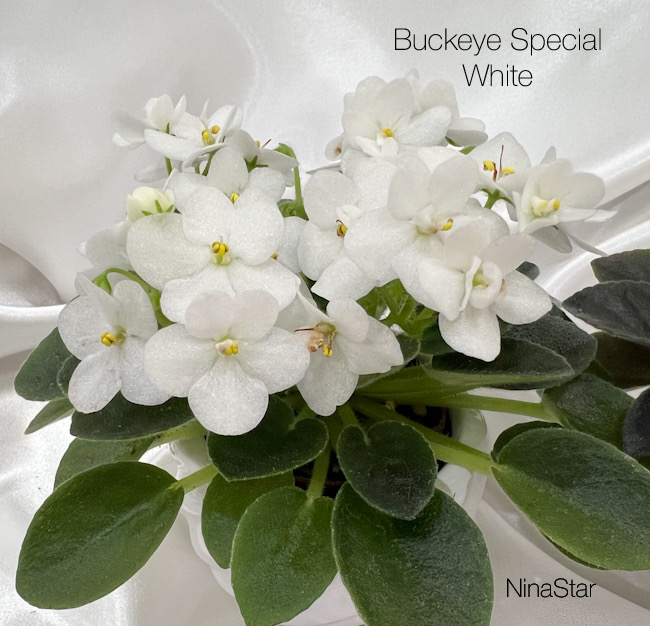 Buckeye Special white