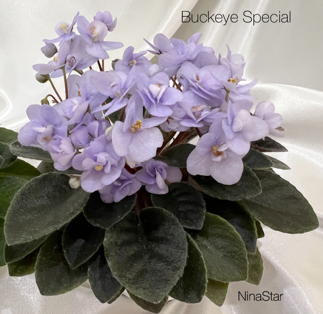 Buckeye Special