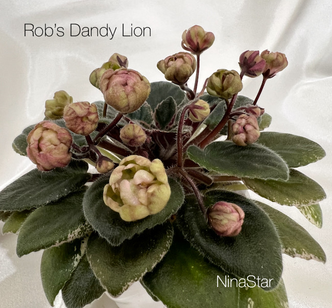 Rob’s Dandy Lion
