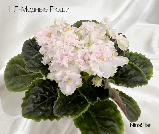 НЛ-Модные Рюши