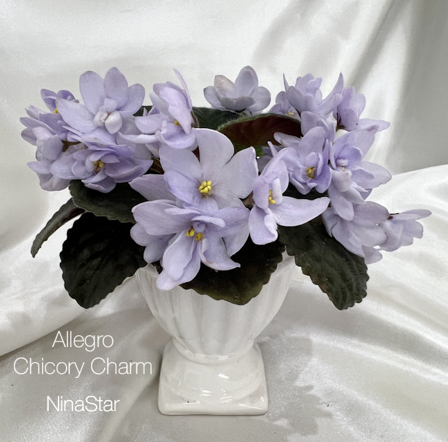 Allegro Chicory Charm
