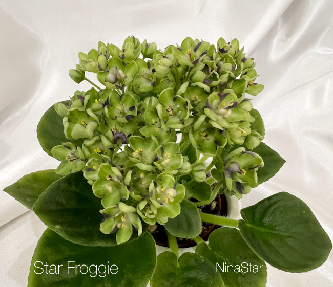Star Froggie
