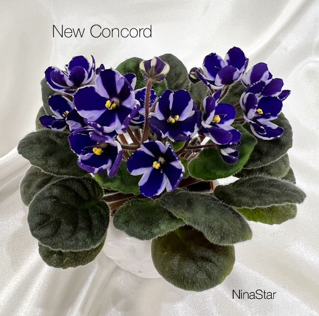 New Concord