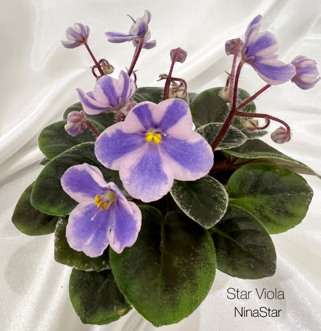 Star Viola
