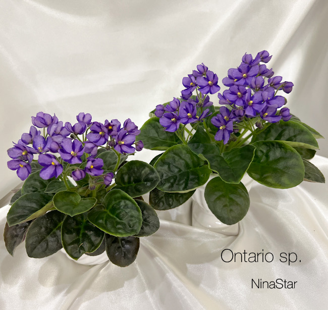 Ontario sp.
