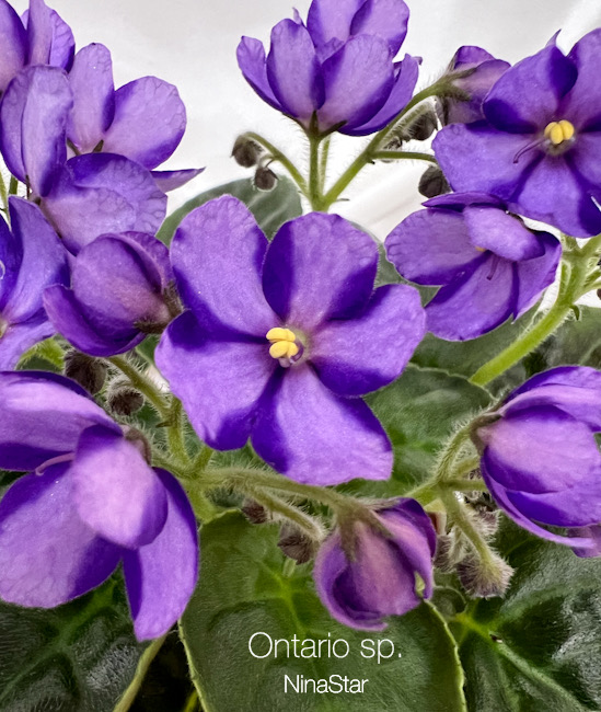 Ontario sp.