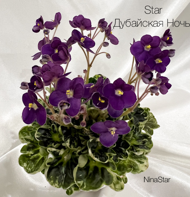 Star Дубайская Ночь